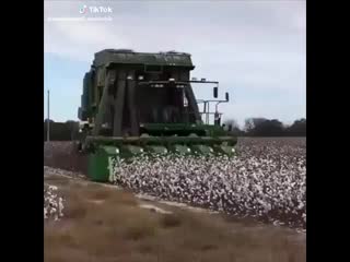 here's how to pick cotton